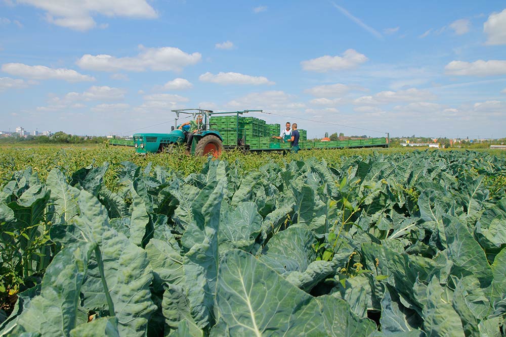 Fischer Gemüse Erfurt – Blumenkohlfeld Fischer Gemüse Erfurt – Blumenkohlfeld
