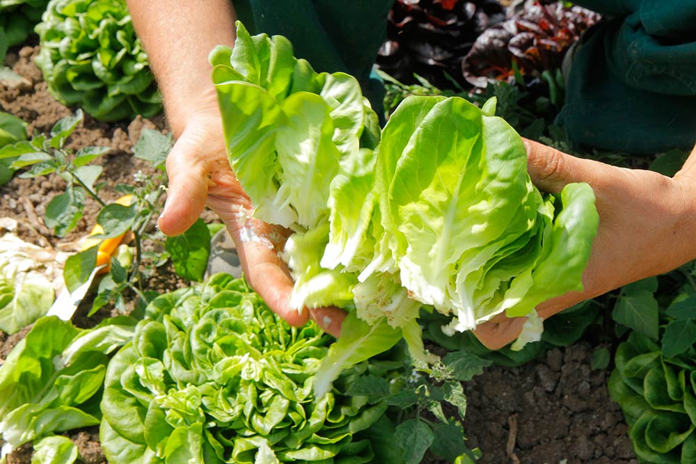 Fischer Gemüse Erfurt – frischer Schnittsalat Fischer Gemüse Erfurt – frischer Schnittsalat