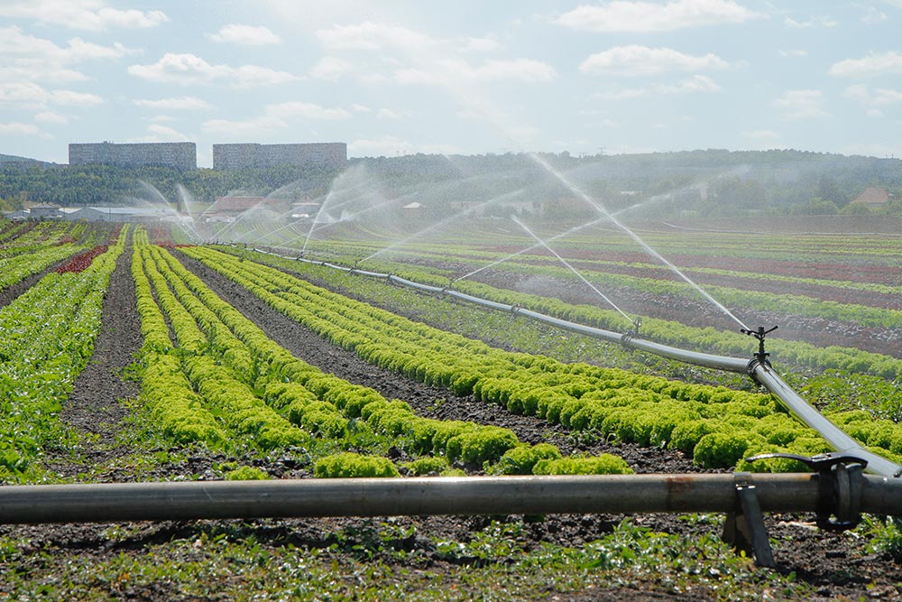Fischer Gemüse Erfurt – Anbau auf den Feldern in Dittelstedt Fischer Gemüse Erfurt – Anbau auf den Feldern in Dittelstedt