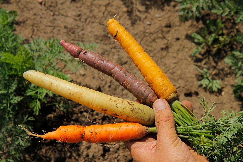 Fischer Gemüse Erfurt – bunte Ur-Möhren Fischer Gemüse Erfurt – bunte Ur-Möhren