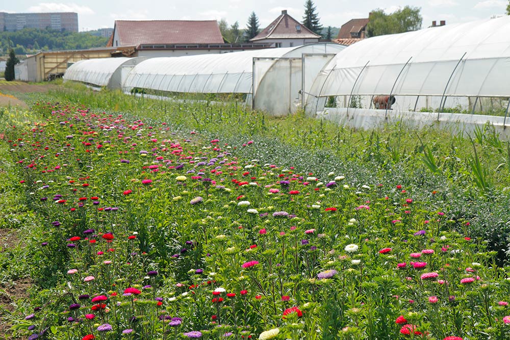 Fischer Gemüse Erfurt – Gewächshäuser und Schnittblumen-Pracht Fischer Gemüse Erfurt – Gewächshäuser und Schnittblumen-Pracht