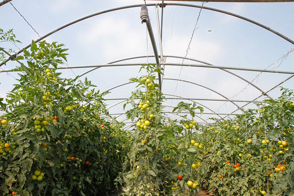Fischer Gemüse Erfurt – Tomatenanbau im eigenen Gewächshaus Fischer Gemüse Erfurt – Tomatenanbau im eigenen Gewächshaus