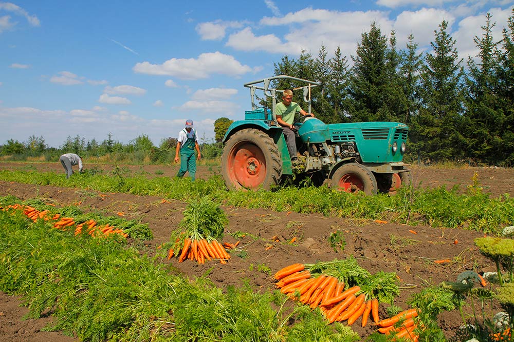 Fischer Gemüse Erfurt – Möhrenernte auf den Fischer-Feldern Fischer Gemüse Erfurt – Möhrenernte auf den Fischer-Feldern