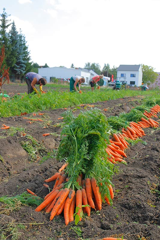 Fischer Gemüse Erfurt – Möhrenernte auf den Fischer-Feldern Fischer Gemüse Erfurt – Möhrenernte auf den Fischer-Feldern