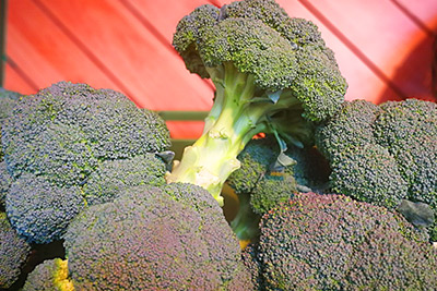 Fischers Broccoli