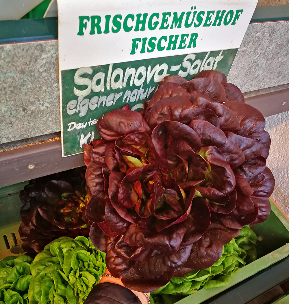 Fischers Salanova Salat